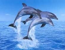 delfinh11.jpg