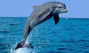 delfinh7.jpg