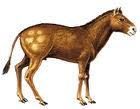 eohippus.jpg