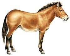 pliohippus.jpg