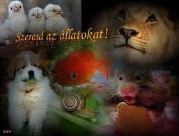 szeretsd_az_allatokat.jpg