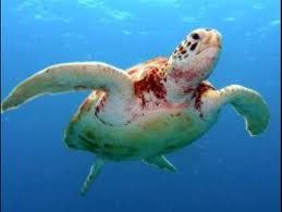 a teknős hasán piros foltok vannak)